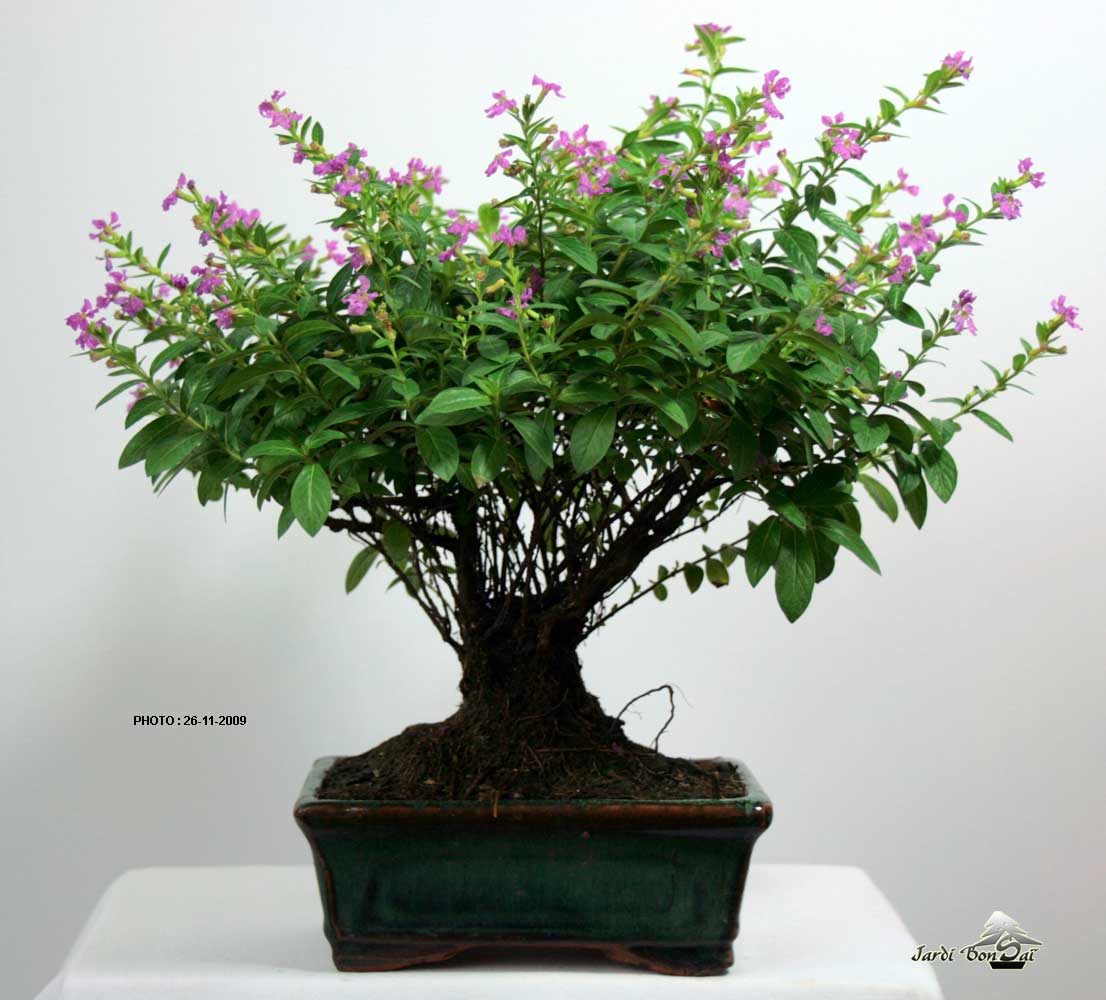Cuphea Bonsai